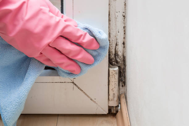 Trusted Larned, KS Mold Removal Experts